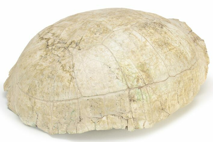 Fossil Tortoise (Testudo) Shell - South Dakota #235564